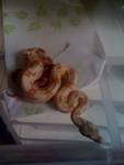 ALBINOREDTAIL.jpg