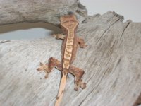 Crested Geckos For Sale 006.jpg