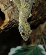 female mossy 1.JPG