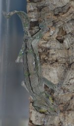 striped mossy 1.JPG