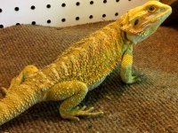 female super citrus bearded dragon.jpg
