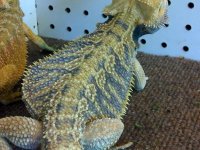 male tiger bearded dragon 2.jpg