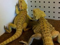 super citrus and tiger.jpg