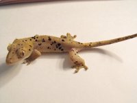 DSCF6516.jpg