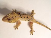 DSCF6513.jpg