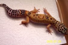 000_0186_0001.JPG