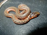 Eastern flame het albino 2 from Ery flame f x Ery alb m CB 05 08 2010.JPG