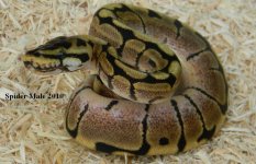 Spider Male 2010.jpg