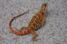 DSC_1739.jpg