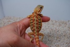 DSC_1743.jpg