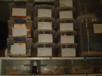 08-1-05 my bb kings stacked.JPG