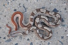 DSC_0026.jpg