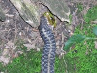 frogsnake.JPG