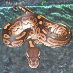 158CinnaMale_080610_1.jpg
