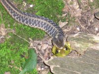 frogsnake 2.JPG