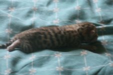 -smallIMG_9679.JPG