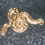164LessMale080810_1.jpg