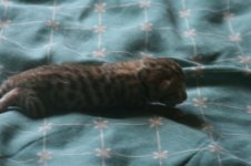 -smallIMG_9681.JPG