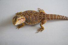 IMG_0720.jpg
