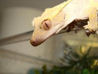 crestie eye.jpg