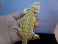 $150 66g 12.5in Citrus Hypo het Trans Male.jpg