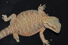 DSC_9261.jpg