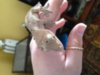 crested2.JPG