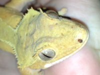 crested1.jpg