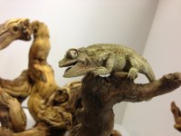 i phone pics 020.jpg