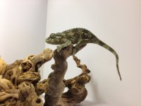 i phone pics 021.jpg