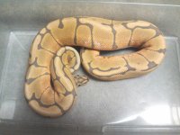 IMG_20121207_174020_068.jpg