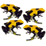 nikita 4 pack.png