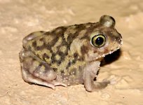 couchs-spadefoot-toad-for-sale.jpg