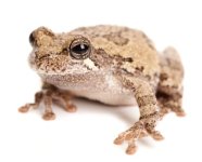 gray-tree-frog-for-sale.jpg