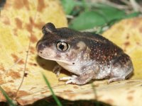 eastern spadefoot toad.jpg