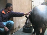me&tapir.jpg