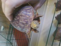 Ornate box turtle male.jpg