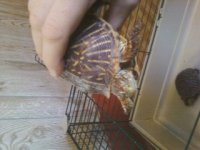 ornate box turtle female.jpg