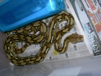 retic.jpg