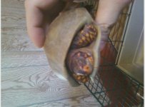 3 toed box turtle male.jpg