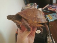 3 toed box turtle Female.jpg