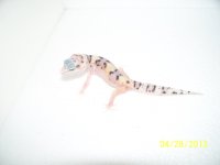 2013 geckos 041.jpg