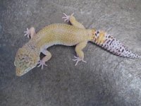 Male WY Het RAPTOR.JPG