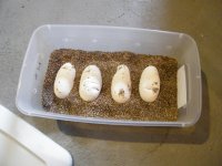 Osmosis x Calico 2013 eggs small.jpg