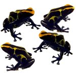 cobalt 4 pack.jpg