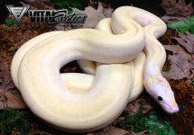 1.0-Ivory-750KS.jpg