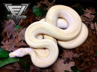 1.0-Ivory-5-500.jpg