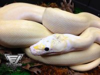 1.0-Ivory-4-500.jpg