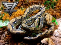 RR-1.0-Het-Albino-1-2-500.jpg