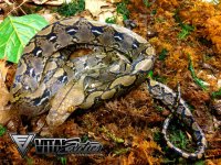 RR-1.0-Het-Albino-2-1-750.jpg